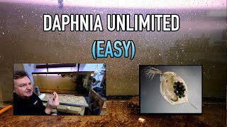 How I Raise Daphnia Water Fleas And You Can Too [upl. by Hampton]