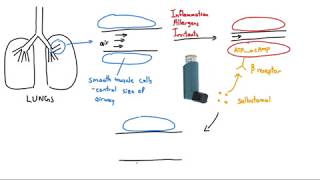 How to use Metered Dose Inhaler MDI [upl. by Eylhsa]