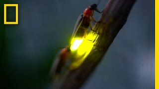 Watch Fireflies Glowing in Sync to Attract Mates  National Geographic [upl. by Ttoile]