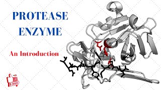 PROTEASE ENZYME An Introduction [upl. by Luahs284]