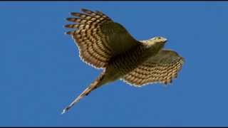 Sparrowhawk Bird Call Bird Song [upl. by Timms781]