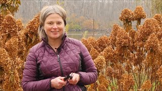 How to Prune Your Panicle Hydrangea in Fall [upl. by Anitsenre]