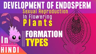 Endosperm ।। Endosperm development Types amp Function ।। BotanyTv [upl. by Ariait]