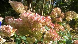 Hydrangea paniculata Vanille Fraise [upl. by Annovoj883]