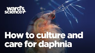 Caring and Culturing for Daphnia [upl. by Dianemarie115]