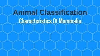 Characteristics Of Mammalia [upl. by Ahsuatan]