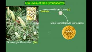 Gymnosperm Pine Life Cycle [upl. by Dirraj]