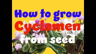 how to germinate cyclamen seeds Part 1 [upl. by Saeger]