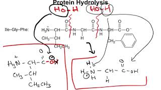 Chapter 167  Protein Hydrolysis and Denaturation [upl. by Lledrev]