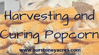 Harvesting and Curing Popcorn [upl. by Gualtiero286]