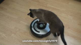 Cat shows HOW TO use iRobot Roomba Vacuum [upl. by Alahsal]