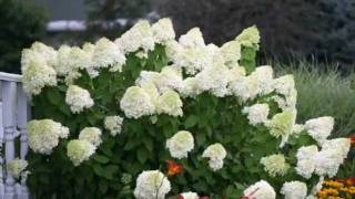 How to Prune Limelight Hydrangea [upl. by Judson]