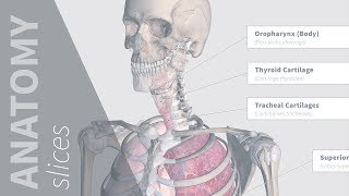 Points of Auscultation  Anatomy Slices [upl. by Mandel]