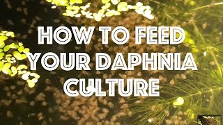 How To Feed Your Daphnia Culture [upl. by Puna]