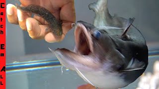 AXOLOTL SURVIVES INSIDE the BLOB CATFISH [upl. by Floeter814]