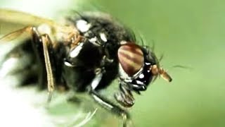 Facts About Flies  Secret Nature  Fly Documentary  Natural History Channel [upl. by Pitchford669]