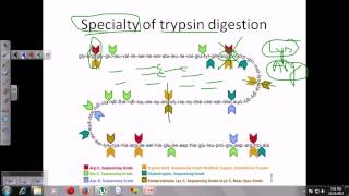 Trypsin digestion [upl. by Hgielyak]