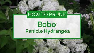 How to Prune Bobo® Hydrangea [upl. by Aisatnaf]