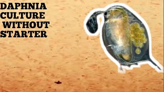 HOW TO CULTURE DAPHNIA NATURALLY WITHOUT A STARTER [upl. by Hamirak]