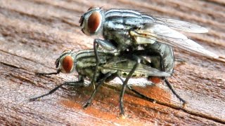 Flesh Flies Mating [upl. by Ahsele]