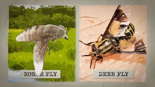 The Biting Truth about Horse Flies [upl. by Nadbus]