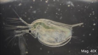 Daphnia magna under the Microscope [upl. by Spracklen]