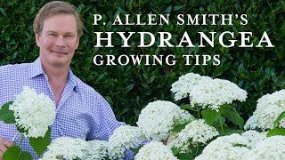 Tips and Care for Hydrangeas [upl. by Wilburt]