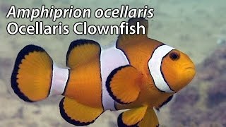 Ocellaris Clownfish Amphiprion ocellaris Stock Footage  PAL DV [upl. by Von]