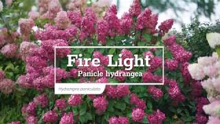 30 Seconds with Fire Light® Panicle Hydrangea [upl. by Rednasyl953]