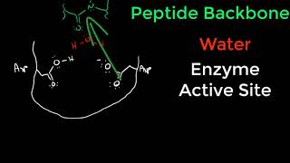 Protease Mechanisms [upl. by Hamirak]