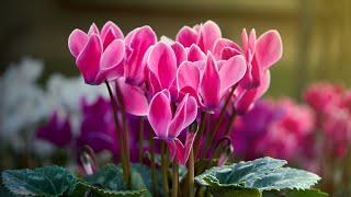 CYCLAMEN PROPAGATION FROM SEEDS  Germination period care [upl. by Llabmik]