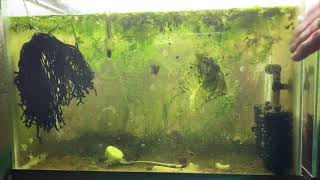 Scuds Daphnia Cherry Shrimp Copepods My aquatic food culture [upl. by Asilehs506]