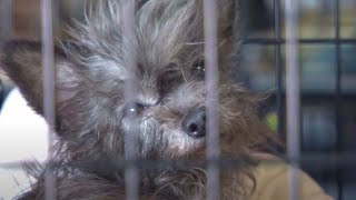 More Than 100 Animals Rescued from Arkansas Puppy Mill [upl. by Laicram5]