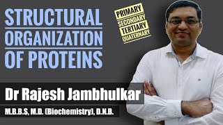 Structural organization of proteins [upl. by Ameh57]