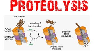 Proteolysis [upl. by Allicsirp]