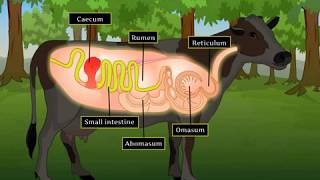 Digestion in Grass Eating Animals  Macmillan Education India [upl. by Errol]