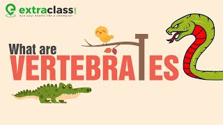 What are vertebrates   Biology  Extraclasscom [upl. by Borchert]