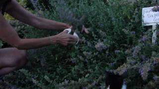 How to Deadhead Nepeta Catmint [upl. by Aicilav]