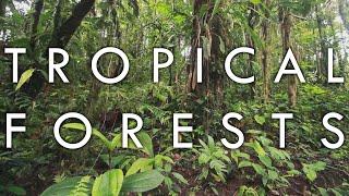 Tropical Rainforest and Tropical Seasonal Forest  Biomes1 [upl. by Sirac639]