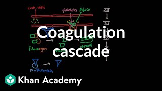 Coagulation cascade  Human anatomy and physiology  Health amp Medicine  Khan Academy [upl. by Deehan]