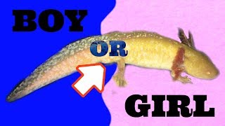 How To Tell An Axolotls Gender [upl. by Nerradal]