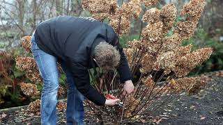 How to prune a Hydrangea paniculata [upl. by Ahtilat]