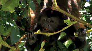 AGUAS TROPICALES  Documental Naturaleza HD 1080p  Grandes Documentales [upl. by Amary]