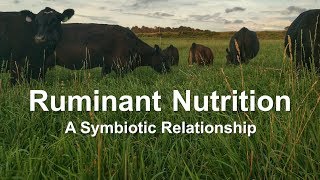 Ruminant Nutrition A Symbiotic Relationship [upl. by Arbma780]