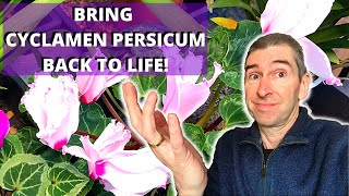 HOW TO BRING CYCLAMEN PERSICUM BACK TO LIFE  houseplant cyclamen [upl. by Barabbas]