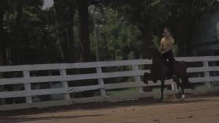 Hackney Pony Riding Lesson [upl. by Pammy]