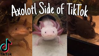 Axolotl Side of TikTok [upl. by Eidurt]