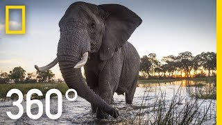 Elephant Encounter in 360  Ep 2  The Okavango Experience [upl. by Suiddaht]