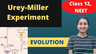 Millers Experiment  Class 12  Evolution [upl. by Mansur]