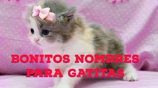 25 bonitos nombres para GATITAS [upl. by Yonatan919]